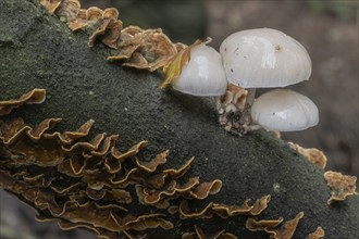 Ringed beech slime moulds (Oudemansiella mucida) and oak layer fungi (Stereum gausapatum), Emsland,