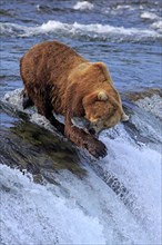 Grizzly bear (Ursus arctos horribilis), adult, in water, in summer, with salmon, hunting, with