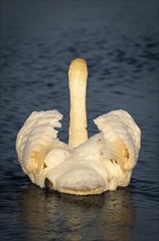 Mute swan (Cygnus olor), rear view, evening light, Bagges Dæmning, Ringkøbing Fjord, Denmark,