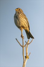 Corn bunting (Emberiza calandra) sitting on a branch, animal portrait, Bagges Dæmning, Ringkøbing