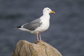 Herring Gull (Larus argentatus) standing on a stone, Hvide Sande, Denmark, Europe