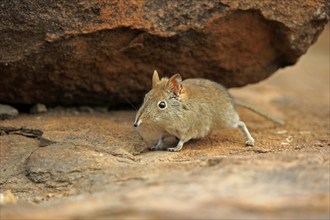 Short-eared elephant shrew, (Macroscelides probosideus), adult, foraging, Mountain Zebra National