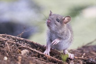 A small curious Norway rat (Rattus norvegicus) stands on the ground and looks into the distance,