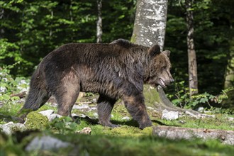 European brown bear (Ursus arctos arctos) in the forest, Notranjska region, Slovenia, Europe