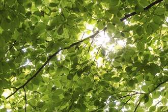 Sunbeams shining through leaves and branches of a beech tree, sculpture park, Humlebæk, Nivå Bugt,