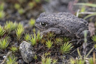 Natterjack toad (Bufo calamita), Emsland, Lower Saxony, Germany, Europe