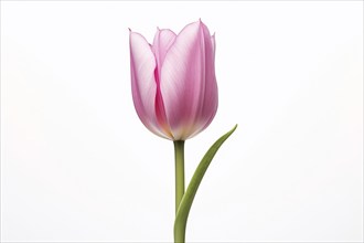 Single pink tulip spring flower on white background. KI generiert, generiert AI generated