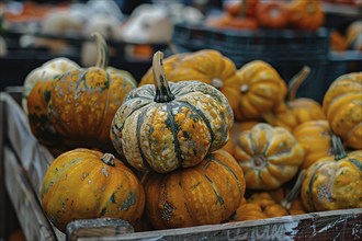 Orange pumpkins in crate at market. Generative Ai, AI generated