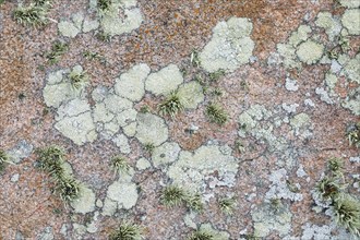 Pastel-coloured lichen on rocks in Brittany, France, Europe