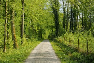 Forest path in the evening light in the canton of Thurgau, Switzerland, Europe