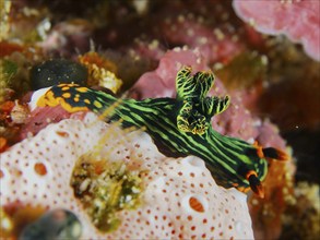 Colourful sea snail with striped pattern, variable neon star snail (Nembrotha kubaryana), on