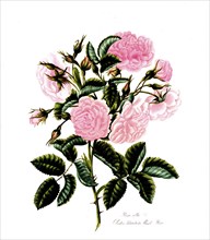 Rosa alba, Rose, Historic rose, Rose cultivar, Illustration from 1799, Historic, digitally restored