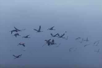 A flock of cranes flies through dense fog, Crane (Grus grus) wildlife, Western Pomerania Lagoon