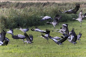 A group of cranes flies into the air from a meadow in their natural environment, Crane (Grus grus)