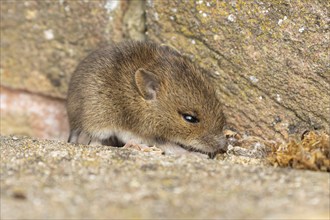 Brown rat (Rattus norvegicus) juvenile baby rodent animal emerging from a hole by a building brick