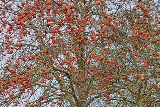 Rowanberry (Sorbus aucuparia), view into the tree crown without autumn leaves, red fruits, North