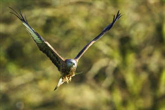 Red Kite, Milvus milvus, bird in flight