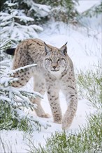 Eurasian lynx (Lynx lynx) walking in a snowy forest in winter, Bavaria, Germany, Europe