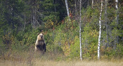 Female bear (Ursus arctos), strikingly bright colouring of the fur, upright posture, in high grass