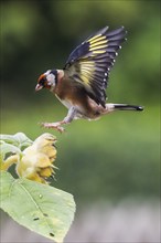 Goldfinch (Carduelis carduelis) approaching a yellow flower, sunflower, with outspread wings,