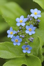 Macro of a forget-me-not (Myosotis sylvatica), revealing the intricate blue petals and the yellow