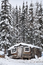 Dilapidated wooden cabin, cabin, conifers, winter, snow, Alaska Highway, Alaska, USA, North America