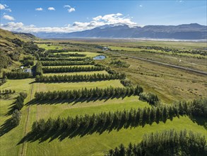 Reforestation in the Fljotsdalur valley, glacier Eyjafjallajökull in the back, Iceland, Europe