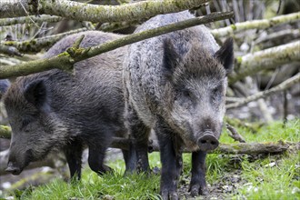 Close-up of wild boar