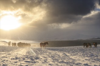 A herd of Icelandic horses standing in a snowstorm on the coast, winter, Akureyri, North Iceland,