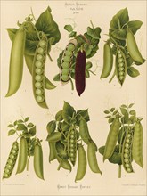 Vegetables, peas, after Ernst Samuel Benary (10 November 1819, 19 February 1893), Hessian