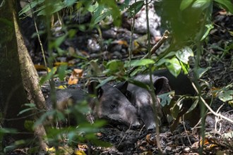 Baird's tapir (Tapirus bairdii), mother with young, lying asleep in the rainforest, Corcovado