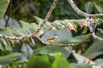 Sulphur-masked Flycatcher (Pitangus sulphuratus), bird sitting on a branch, tropical rainforest,