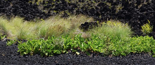 Close-up of grasses and plants on the lava floor in the greenery, Termas da Ferraria, Sao Miguel