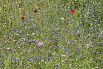 Flower meadow with poppy flower (Papaver rhoeas) and cornflowers (Centaurea cyanea), Emsland, Lower