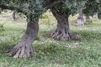 Olive trees (Olea europaea), Sicily, Italy, Europe