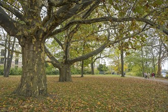 Autumn trees on the riverside path, Stralau peninsula, Friedrichshain, Berlin, Germany, Europe