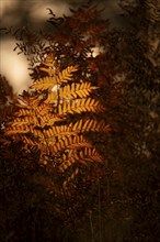 Fern (Tracheophyta), withered, brown and orange glowing, autumn, background brown blurred with