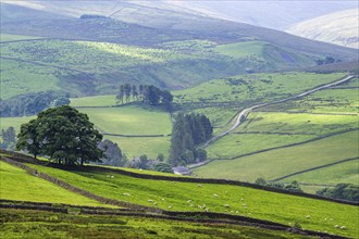 Farms over North Pennines, Cumbria, Durham, Northumberland, North Yorkshire, England, United