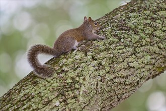 Grey Squirrel (Sciurus carolinensis), climbing on tree, springtime, Florida, USA, North America