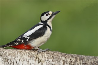 Great spotted woodpecker (Dendrocopos major) female sitting on a birch trunk, Animals, Birds,