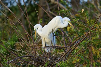 Two great egrets (Ardea alba), in nest, spring, Wakodahatchee Wetlands, Delray Beach, Florida, USA,