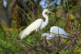 Two Great Egret (Ardea alba), on Nest in springtime, Wakodahatchee Wetlands, Delray Beach, Florida,