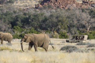 Tourists watching desert elephants (Loxodonta africana) in the Ugab dry river, Damaraland, Kunene