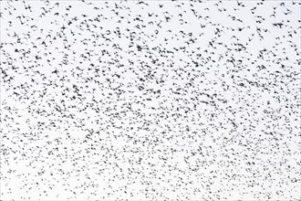 Starling (Sturnus vulgaris), a flock of starlings in the sky, Thuringia, Germany, Europe