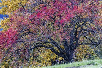 Autumn in the Swabian Alb, fruit trees in a meadow orchard with colourful leaves. Landscape near