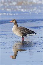 Greylag goose, graylag goose (Anser anser) standing on ice of frozen lake in winter