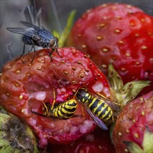 Wasps and flies eating rotten strawberries in garden