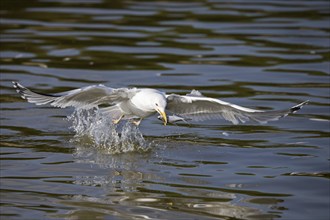 Yellow-legged gull (Larus michahellis) taking off from lake with caught fish prey in beak