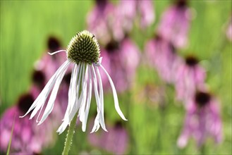 Flower of a white coneflower (Echinacea purpurea Alba), in the background purple cone flower