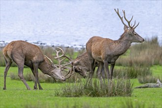 Two rutting red deer (Cervus elaphus) stags fighting by locking antlers during fierce mating battle